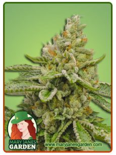 Ghost OG Autosd