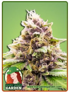 Grand Daddy Purple Auto