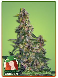 Green Dream fem