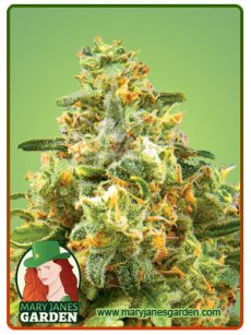 Hawaiian Gold auto