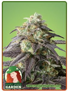 Headband Feminized Marijuana