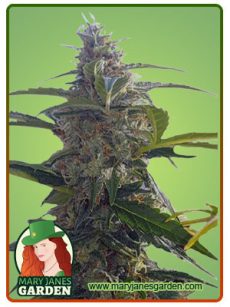 Headband auto