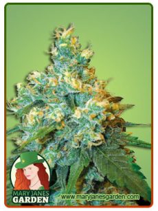 Jack Herer Feminized Seeds