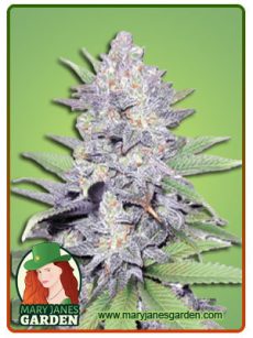 Jelly Bean Feminized
