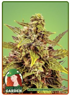 Juicy Fruit Autoflower 1
