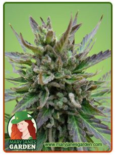 Lambs Bread Fem
