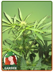 Lambs breath Auto