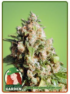 Lucid Dream fem