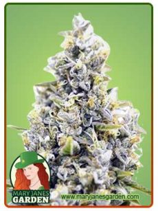 Maui Sunset Strain Feminized Marijuana Seeds