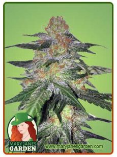 Melon Gum Strain Feminized Marijuana Seeds