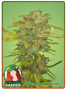 Northern‌ ‌Berry‌ auto