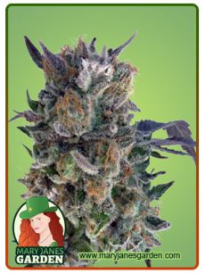 Phantom Cookies Feminized