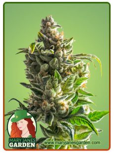 Pineapple Express Autoflowering