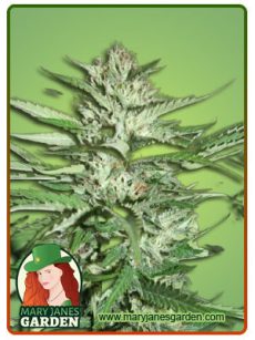 Pineapple Express Feminized 