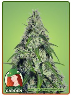Revolver Autoflower Marijuana