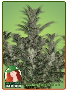 Runtz Autoflowering