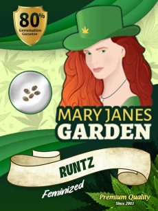 Runtz Strain Feminized Marijuana Seeds