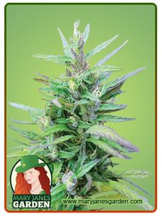 Sativa Star fem