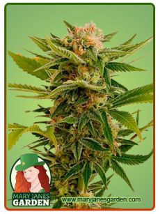 Sour Diesel Fem