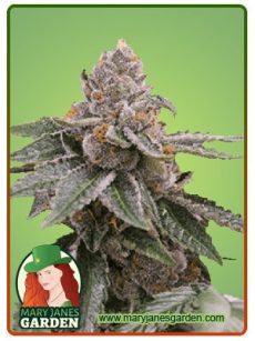 Sour Girl Autoflower Marijuana