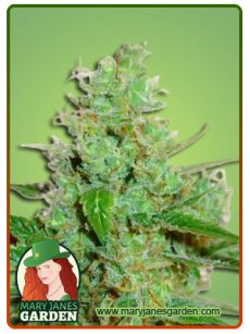 Sour Jack Fem