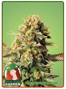Sour OG Fem