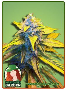 Strawberry Cough auto