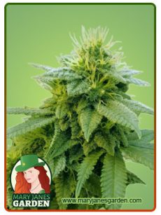 Strawberry Kush auto 