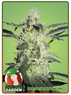 Super Silver Haze Fem
