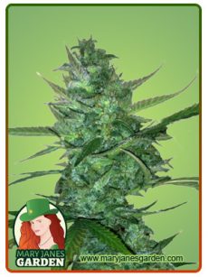 Super Sour Diesel auto