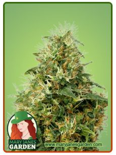 Sweet mango auto
