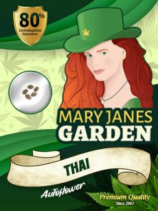 Thai Strain Autoflowering Feminized Marijuana-Seeds