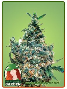White Dream Auto