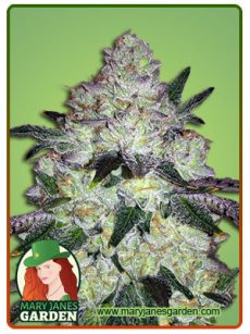 White cookies fem