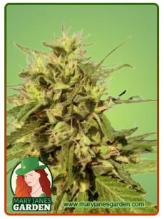 autocbd fruity