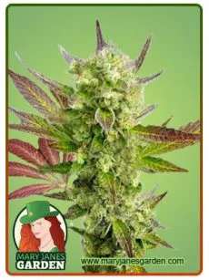 autocbdgirlscout
