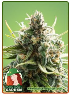 b 52 fem