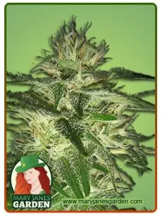 bigbud fem fast
