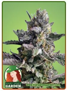 blueberry yumyum