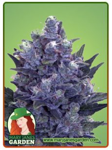 bluepyramid
