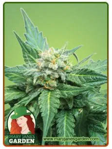 cali kush cbd