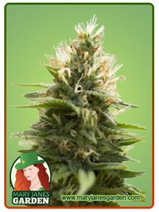 candy jack fem