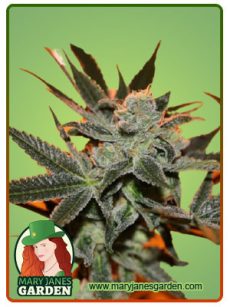 cherry lemonade