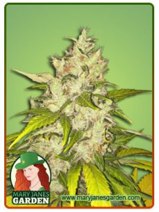 chocolate chunk fem