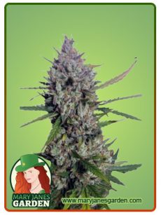 diesel berry auto