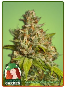 durban poison fem