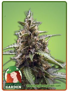 dutchcrunch