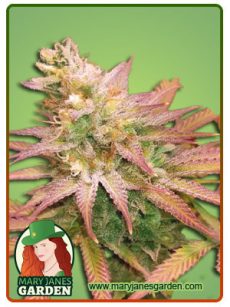 fruit loops