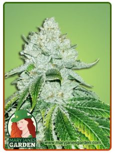 gelato fem