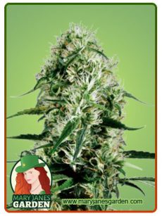 ghost haze train fem